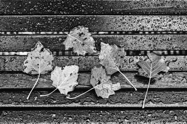 Feuilles Automne Humides Détail Des Feuilles Tombées Arbre Saison Année — Photo