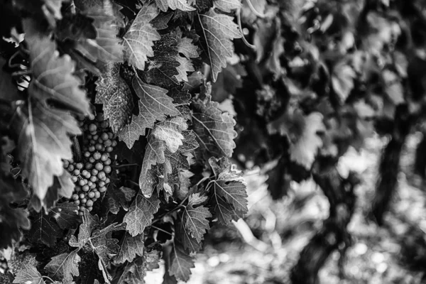 Campo Vinhas Para Fazer Vinho Detalhe Cultivo Ecológico Vinho Uva — Fotografia de Stock