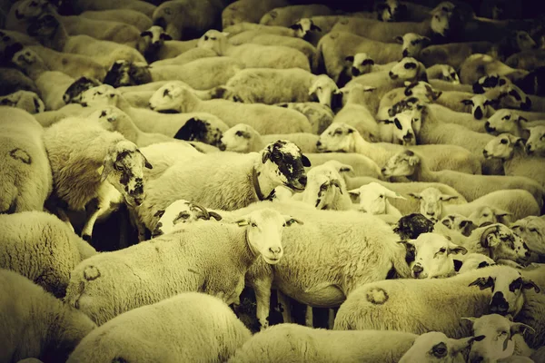 Flock Får Gården Uppgifter Boskapsindustrin Levande Däggdjur Liv Och Natur — Stockfoto