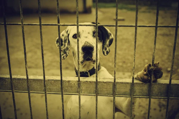 Perro Abandonado Animal Enjaulado Maltrato Negligencia —  Fotos de Stock