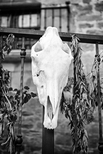 Old cow skull, detail of an old dead cow head, riutal traditional superstition