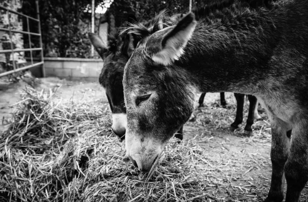 Donkeys Eating Nature Detail Farm Animals — Stock Photo, Image