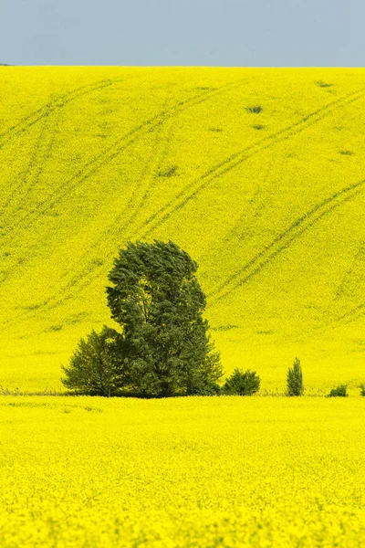 ağaç ortasında bir tecavüz alan