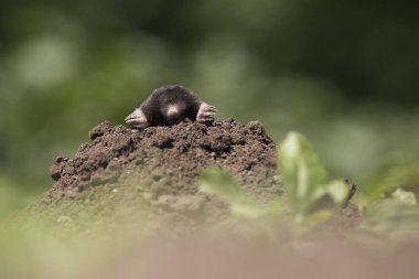bir köstebek sandık üzerinde