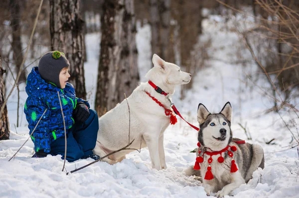 Çocuk ve kış ormanda husky yürüyüş