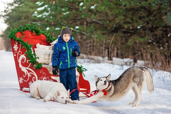 Schlitten mit Hunden auf winterlicher Waldstraße — Stockfoto