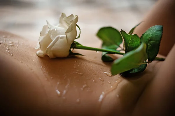 Uma rosa branca fresca jaz em um corpo feminino nu molhado — Fotografia de Stock