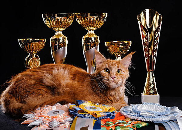 Red cat, multiple champion in competitions. Cups, awards and diplomas for victories. Portrait of a black cat on a background of goblets