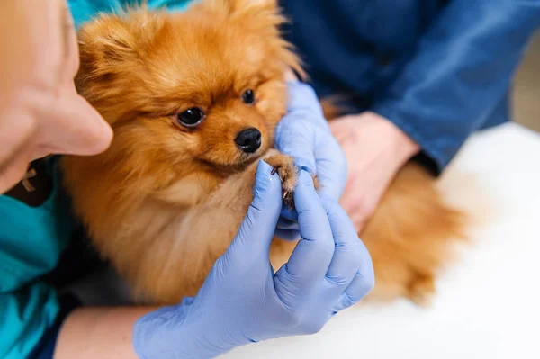 Profilassi Del Cane Una Clinica Veterinaria Accoglienza Dal Veterinario Esame — Foto Stock