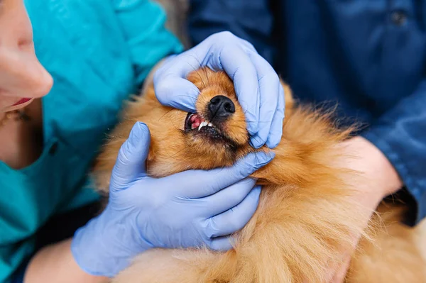 Profylactisch Onderzoek Van Hond Een Dierenkliniek Receptie Bij Dierenarts Onderzoek — Stockfoto