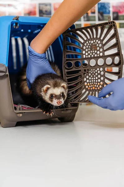 Veterinären Undersöker Iller Klinik Förebyggande Åtgärder Veterinärkliniken För Sällskapsdjur — Stockfoto