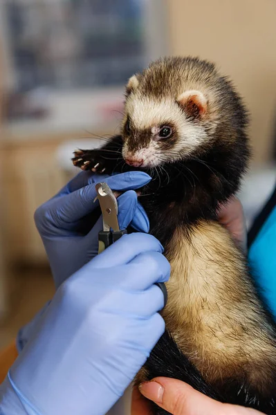 Veterinären Undersöker Iller Klinik Förebyggande Åtgärder Veterinärkliniken För Sällskapsdjur — Stockfoto