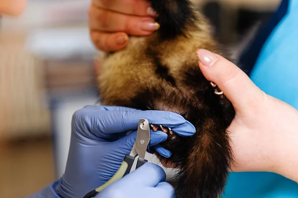 Veterinarian Examines Ferret Clinic Preventive Procedures Veterinary Clinic Pet — Stock Photo, Image