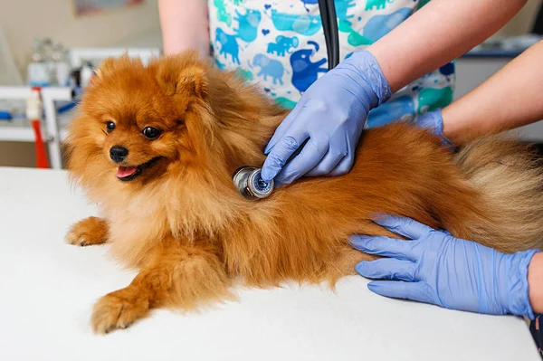 Profilassi Del Cane Una Clinica Veterinaria Accoglienza Dal Veterinario Esame — Foto Stock