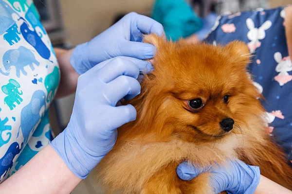 Профилактическое Обследование Собаки Ветеринарной Клинике Прием Ветеринара Обследование Ушей Зубов — стоковое фото