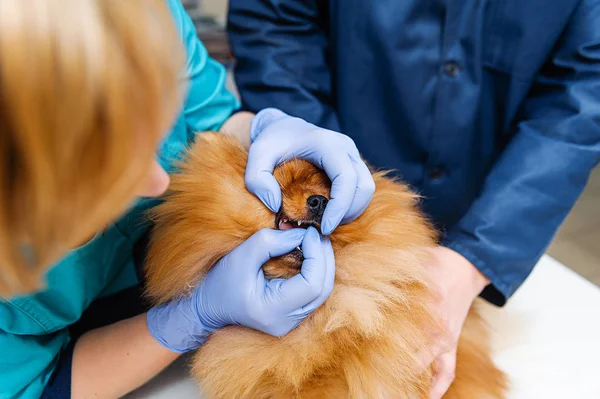 Prophylactic examination of the dog in a veterinary clinic. Reception at the veterinarian. Examination of the dogs ears and teeth