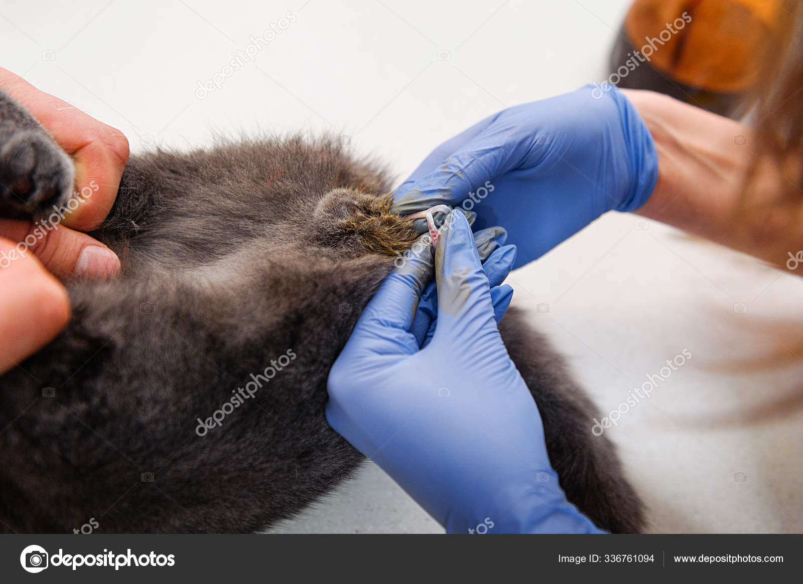 Operation Remove Testicles Cat Sterilization Pet Veterinary Clinic Castration British Stock