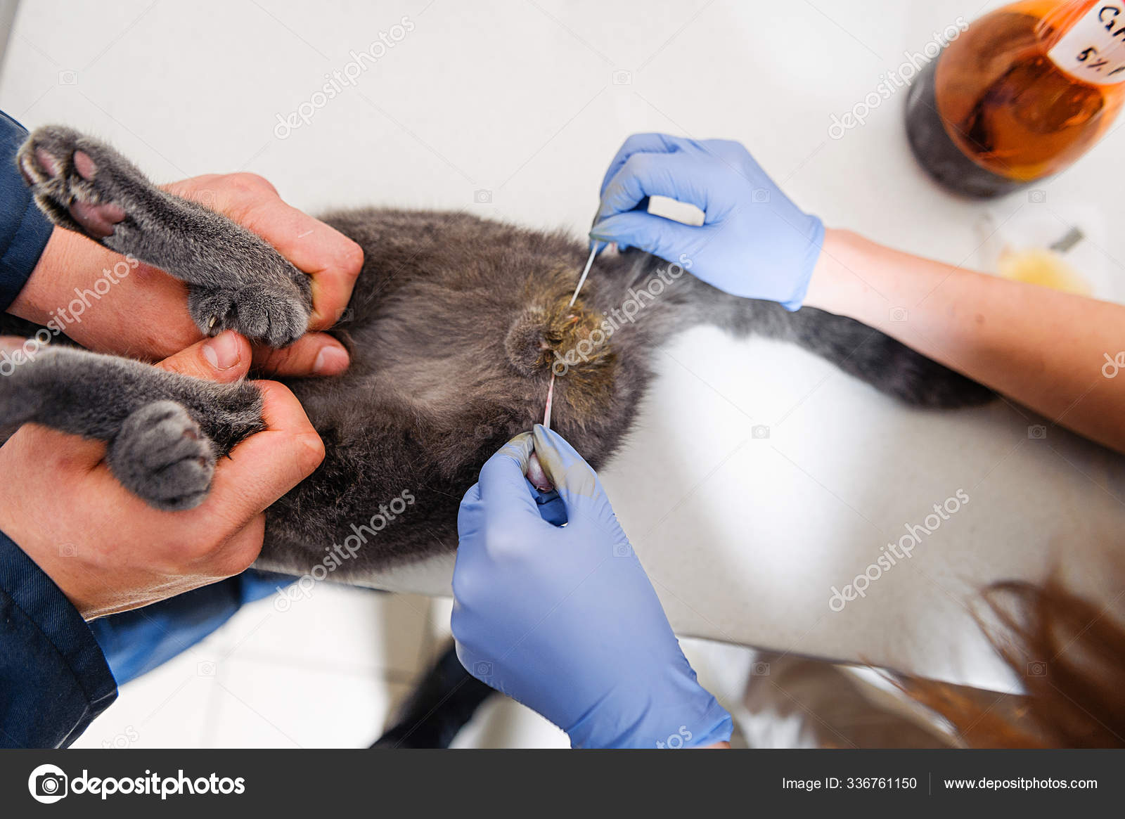 После стерилизации кошки метят