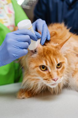 Veteriner kliniğindeki kızıl bir kedi için kulak temizleme. Kulakların önleyici bir çözeltiyle temizlenmesi.