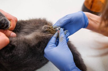 Bir kedinin testislerini almak için yapılan ameliyat. Bir veteriner kliniğinde evcil hayvanın kısırlaştırılması. Hadım edilmiş İngiliz kedisi.