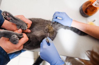 Bir kedinin testislerini almak için yapılan ameliyat. Bir veteriner kliniğinde evcil hayvanın kısırlaştırılması. Hadım edilmiş İngiliz kedisi.