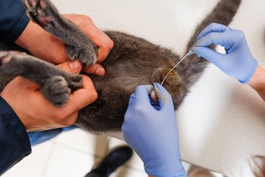 Bir kedinin testislerini almak için yapılan ameliyat. Bir veteriner kliniğinde evcil hayvanın kısırlaştırılması. Hadım edilmiş İngiliz kedisi.