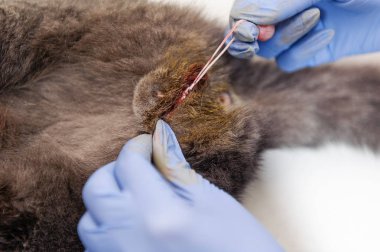 Bir kedinin testislerini almak için yapılan ameliyat. Bir veteriner kliniğinde evcil hayvanın kısırlaştırılması. Hadım edilmiş İngiliz kedisi.