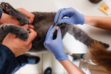 Bir kedinin testislerini almak için yapılan ameliyat. Bir veteriner kliniğinde evcil hayvanın kısırlaştırılması. Hadım edilmiş İngiliz kedisi.
