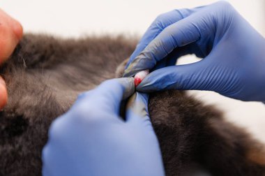 Bir kedinin testislerini almak için yapılan ameliyat. Bir veteriner kliniğinde evcil hayvanın kısırlaştırılması. Hadım edilmiş İngiliz kedisi.