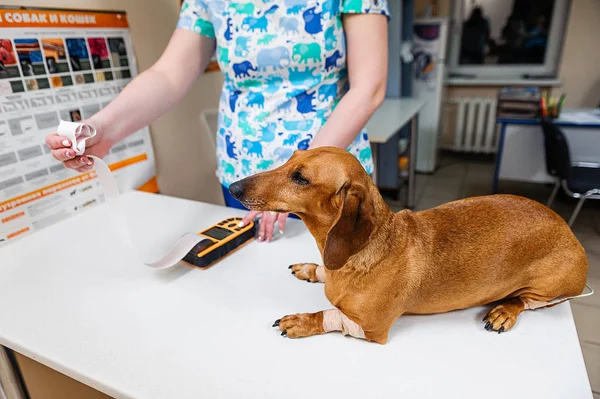 Electrocardiogram Dog Dachshund Breed Cardiological Research Veterinary Medicine Setting Electrodes — Stock Photo, Image