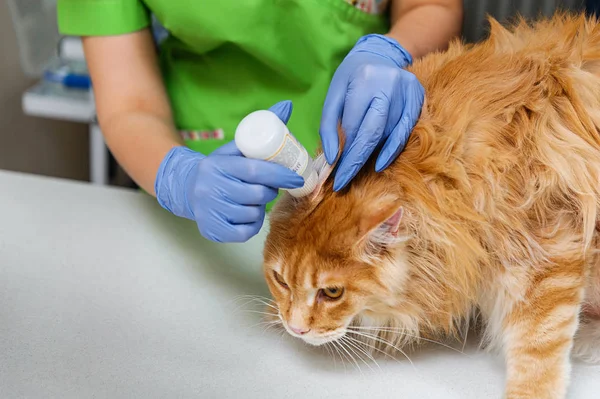 獣医の診療所で赤い猫の耳をきれいにする 解決策で耳の洗浄を防止 — ストック写真