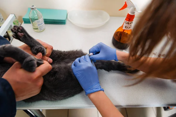 Operation Remove Testicles Cat Sterilization Pet Veterinary Clinic Castration British — Stock Photo, Image