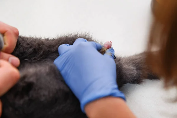 Operation Remove Testicles Cat Sterilization Pet Veterinary Clinic Castration British — Stock Photo, Image