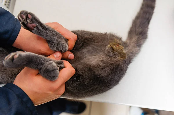 猫の睾丸を除去する操作 獣医クリニックでのペットの滅菌 去勢イギリス猫 — ストック写真