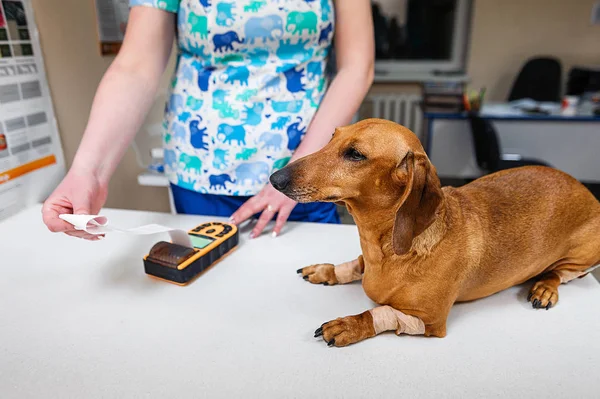 Electrocardiogram Dog Dachshund Breed Cardiological Research Veterinary Medicine Setting Electrodes — Stock Photo, Image