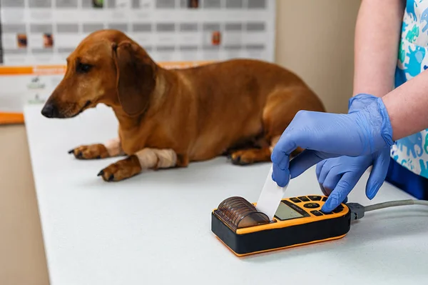 Electrocardiogram Dog Dachshund Breed Cardiological Research Veterinary Medicine Setting Electrodes — 스톡 사진