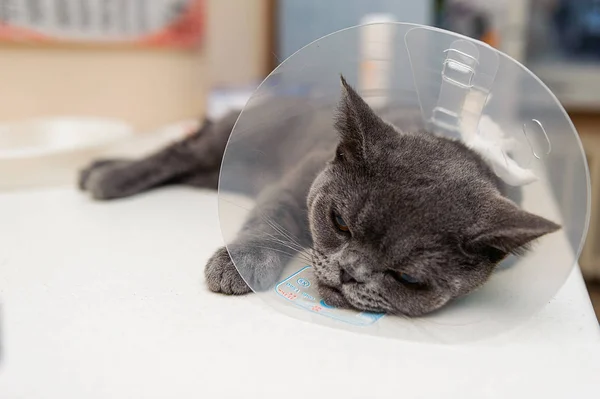 Επέμβαση Για Την Αφαίρεση Των Όρχεων Μιας Γάτας Αποστείρωση Κατοικίδιου — Φωτογραφία Αρχείου