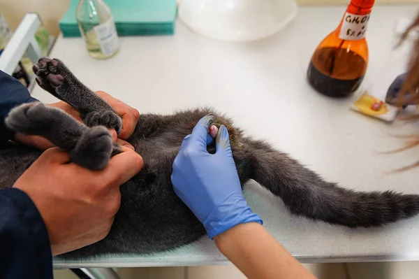 Operatie Testikels Van Een Kat Verwijderen Sterilisatie Van Een Huisdier — Stockfoto