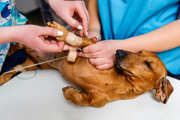 Electrocardiogram Dog Dachshund Breed Cardiological Research Veterinary Medicine Setting Electrodes — Stock Photo, Image