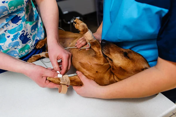 Een Elektrocardiogram Voor Een Hond Van Een Dachshund Ras Cardiologisch — Stockfoto