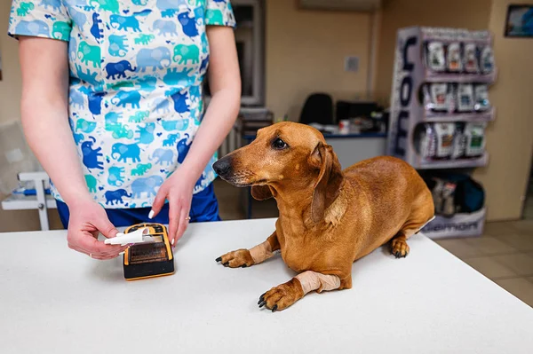 Electrocardiogram Dog Dachshund Breed Cardiological Research Veterinary Medicine Setting Electrodes — Stock Photo, Image