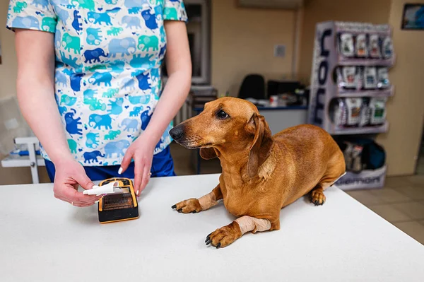 Ett Elektrokardiogram För Hund Tax Ras Kardiologisk Forskning Inom Veterinärmedicin — Stockfoto