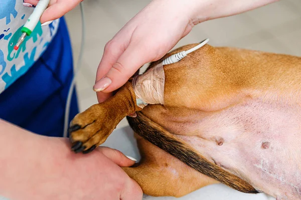 Ett Elektrokardiogram För Hund Tax Ras Kardiologisk Forskning Inom Veterinärmedicin — Stockfoto