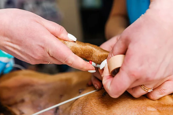 Elettrocardiogramma Cane Una Razza Bassotto Ricerca Cardiologica Medicina Veterinaria Impostazione — Foto Stock