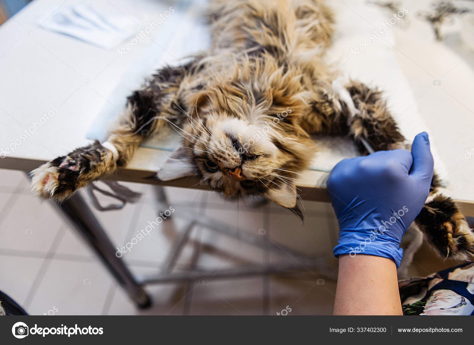 Surgery Remove Tumor Cat Stage Shaving Abdominal Cavity Preparing Cat