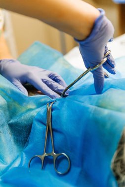 Bir kedideki tümörü çıkarmak için ameliyat. Karın boşluğuna cerrahi müdahale yapılmış. Neşter deri kesiği