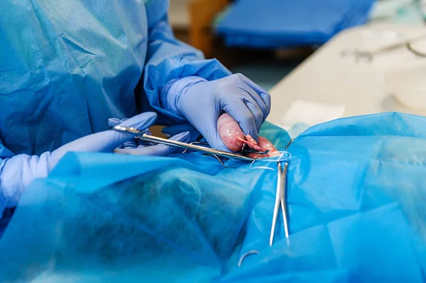 Chirurgie Pour Enlever Une Tumeur Chez Chat Accès Chirurgical Cavité — Photo