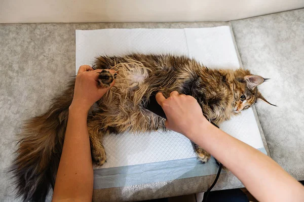 猫の腫瘍を除去するための手術 腹腔のシェービングの段階 手術のための猫の準備 — ストック写真