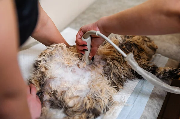 Surgery Remove Tumor Cat Stage Shaving Abdominal Cavity Preparing Cat — Stock Photo, Image