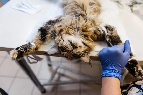 Surgery Remove Tumor Cat Stage Shaving Abdominal Cavity Preparing Cat — Stock Photo, Image